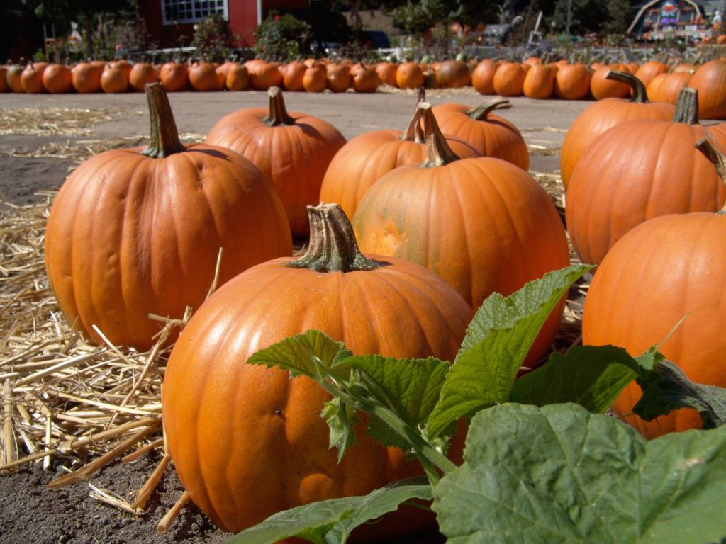 Palliative Care in Philadelphia PA: Tasty Seasonal Treats for Extra Nutrition This Autumn
