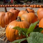 Palliative Care in Philadelphia PA: Tasty Seasonal Treats for Extra Nutrition This Autumn