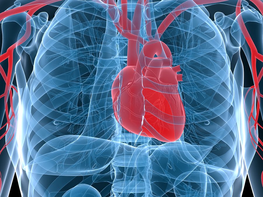 Hospice Elder Care in Philadelphia PA: Hospice Care and Heart Disease